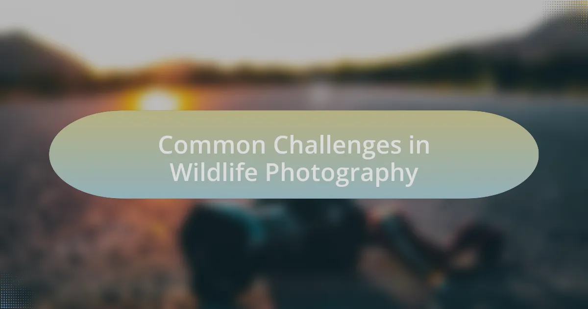 Common Challenges in Wildlife Photography
